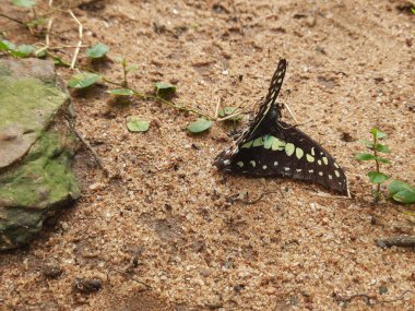 A dead butterfly is being eaten by black ants on the sand. The ants are swarming and feeding on it. The butterfly is dark in color with white and orange markings.