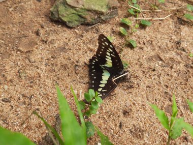 A dead butterfly is being eaten by black ants on the sand. The ants are swarming and feeding on it. The butterfly is dark in color with white and orange markings.
