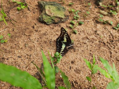 A dead butterfly is being eaten by black ants on the sand. The ants are swarming and feeding on it. The butterfly is dark in color with white and orange markings.