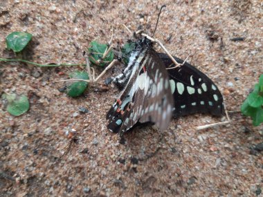 A dead butterfly is being eaten by black ants on the sand. The ants are swarming and feeding on it. The butterfly is dark in color with white and orange markings.