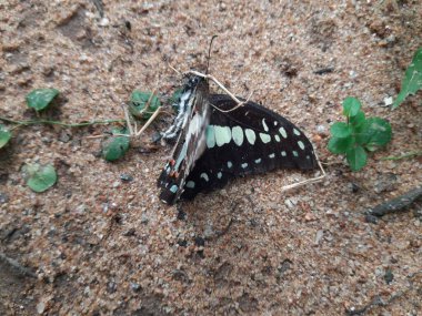A dead butterfly is being eaten by black ants on the sand. The ants are swarming and feeding on it. The butterfly is dark in color with white and orange markings.