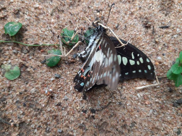 A dead butterfly is being eaten by black ants on the sand. The ants are swarming and feeding on it. The butterfly is dark in color with white and orange markings.