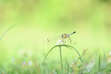 Diplacodes trivialis dragonfly. Itis a species ofdragonflyin the familyLibellulidae. It is small dragonfly with bluish eyes. Its other nameschalky percher and ground skimmer. 