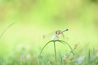 Diplacodes trivialis dragonfly. Itis a species ofdragonflyin the familyLibellulidae. It is small dragonfly with bluish eyes. Its other nameschalky percher and ground skimmer. 
