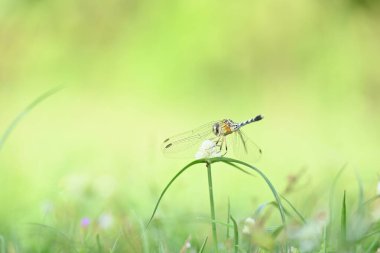 Diplacodes trivialis dragonfly. Itis a species ofdragonflyin the familyLibellulidae. It is small dragonfly with bluish eyes. Its other nameschalky percher and ground skimmer. 