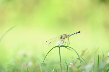Diplacodes trivialis dragonfly. Itis a species ofdragonflyin the familyLibellulidae. It is small dragonfly with bluish eyes. Its other nameschalky percher and ground skimmer. 