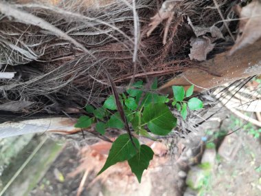 Ficus religiosa plant grows from the fibrous trunk of a palm tree. Its new growth emerges from the textured, brown bark, giving the impression of life in an unexpected place.