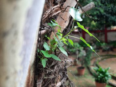 Ficus religiosa plant grows from the fibrous trunk of a palm tree. Its new growth emerges from the textured, brown bark, giving the impression of life in an unexpected place.