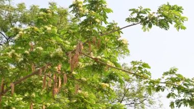 Albizia Lebbeck çiçekleri. Yaygın isimleri Shirisha ağacı, siris, Hint sirisi, Doğu Hindistan cevizi, Broome Raintree, lebbeck, lebbek ağacı, frywood, pire ağacı ve kadın dili..