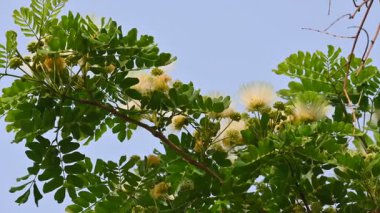 Albizia Lebbeck çiçekleri. Yaygın isimleri Shirisha ağacı, siris, Hint sirisi, Doğu Hindistan cevizi, Broome Raintree, lebbeck, lebbek ağacı, frywood, pire ağacı ve kadın dili..