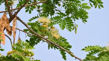 Albizia Lebbeck çiçekleri. Yaygın isimleri Shirisha ağacı, siris, Hint sirisi, Doğu Hindistan cevizi, Broome Raintree, lebbeck, lebbek ağacı, frywood, pire ağacı ve kadın dili..