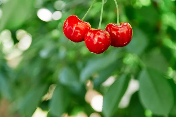 Branche Cerisier Cerises Fraîches Cerises Douces — Photo