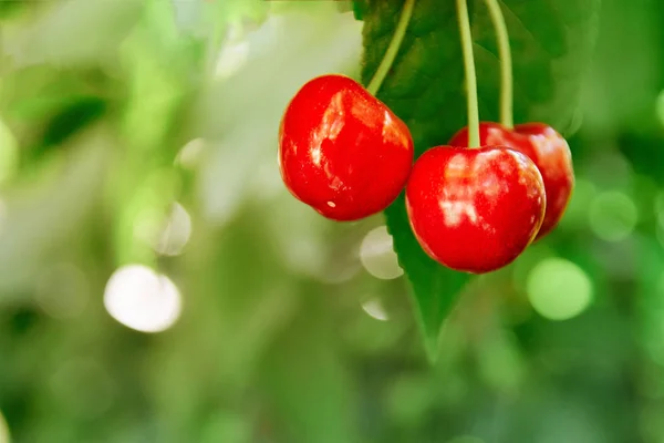 Větev Třešeň Čerstvé Třešně Třešní — Stock fotografie