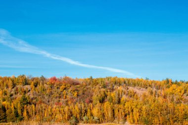 Güzel sonbahar ormanı ve mavi gökyüzü arka plan sahne