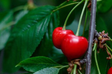 Güneşli bahçede ağaç kırmızı lezzetli tatlı sulu Kiraz