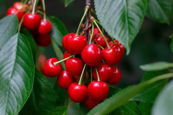 Červená chutná šťavnatá třešeň na stromě na slunné zahradě — Stock fotografie