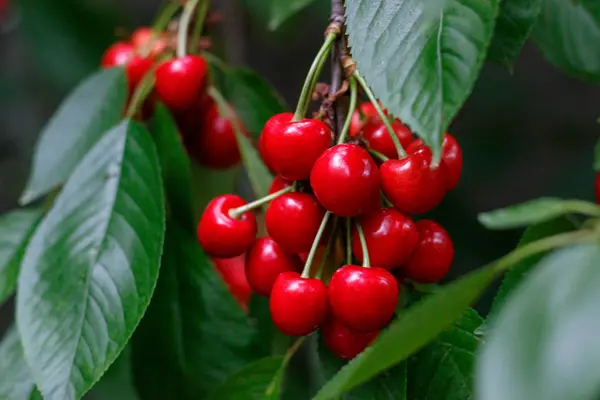 Rouge savoureux doux juteux Cerise sur l'arbre dans le jardin ensoleillé — Photo