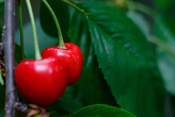 Rouge savoureux doux juteux Cerise sur l'arbre dans le jardin ensoleillé — Photo