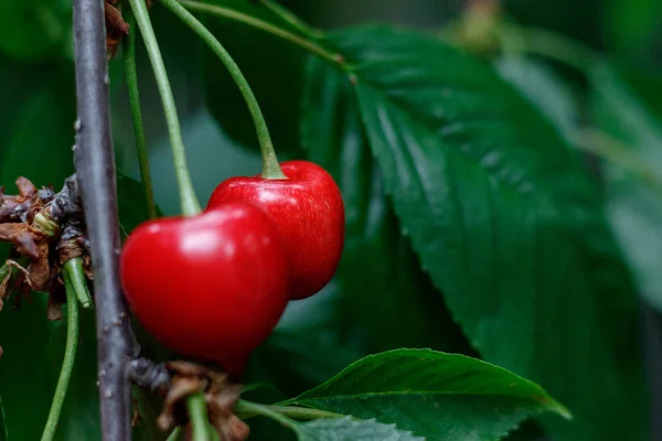 Rouge savoureux doux juteux Cerise sur l'arbre dans le jardin ensoleillé — Photo
