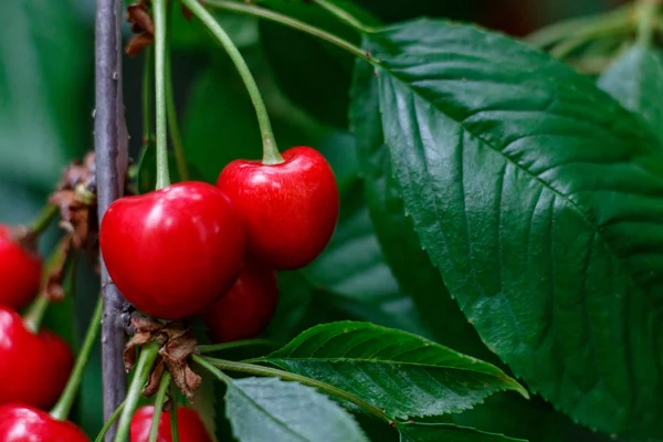 Rouge savoureux doux juteux Cerise sur l'arbre dans le jardin ensoleillé — Photo