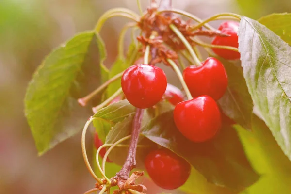 Rouge savoureux doux juteux Cerise sur l'arbre dans le jardin ensoleillé — Photo