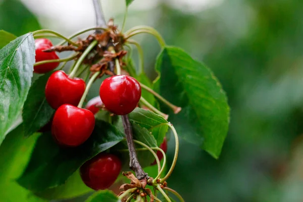 Rouge savoureux doux juteux Cerise sur l'arbre dans le jardin ensoleillé — Photo