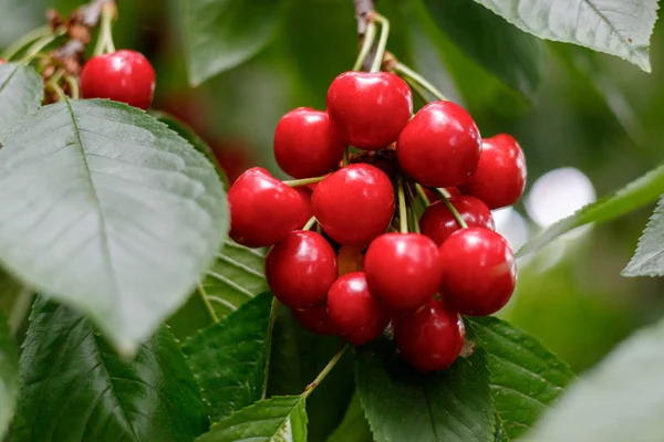 Rouge savoureux doux juteux Cerise sur l'arbre dans le jardin ensoleillé — Photo