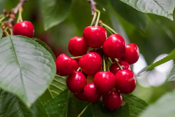 Červená chutná šťavnatá třešeň na stromě na slunné zahradě — Stock fotografie