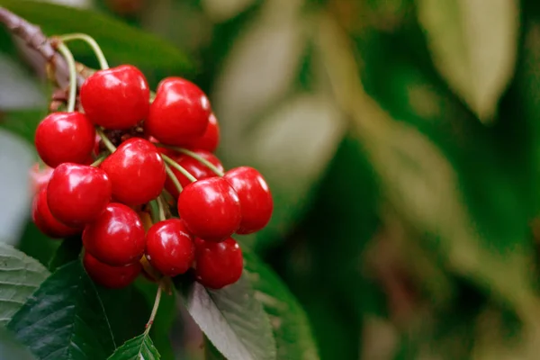 Rouge savoureux doux juteux Cerise sur l'arbre dans le jardin ensoleillé — Photo