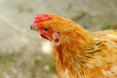 bir köy evinin avlusunda güzel tavuk ya da 