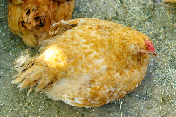 Bela galinha no pátio de uma casa de aldeia ou no — Fotografia de Stock