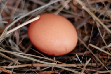 saman yuvasında tavuk yumurtası ya da yakın saman