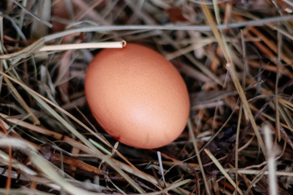 Chicken egg in a nest of hay or straw close — Stock Photo, Image