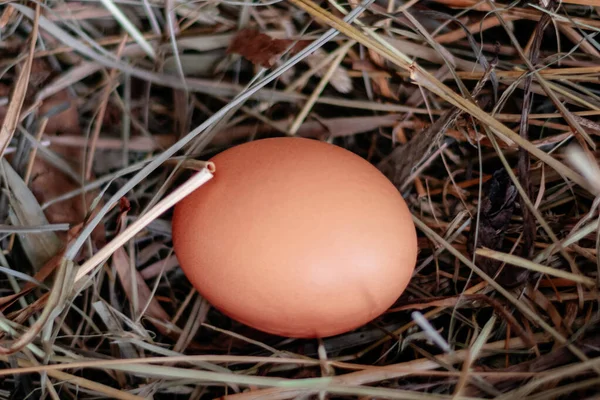 Uovo di pollo in un nido di fieno o paglia vicino — Foto Stock