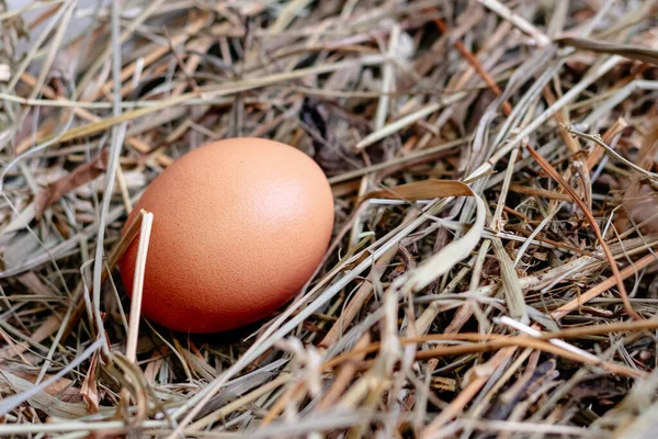 Куряче яйце в гнізді сіна або соломи близько Ліцензійні Стокові Фото