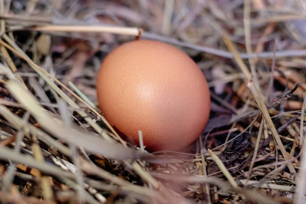 Ovo de galinha em um ninho de feno ou palha perto Fotos De Bancos De Imagens