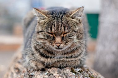 yeşil gözlü gri sevimli kedi.