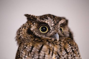 Bir baykuş makro fotoğrafçılık, baykuş cub yüksek çözünürlüklü fotoğraf fotoğraf. Bürokratik baykuş alan-cehri, olarak da bilinir, alan baykuş, baykuş, buck-baykuş, baykuş kuşu, guede, urucura, urucurian ve urucuri