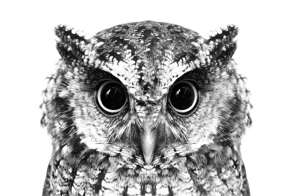 Photo of an Owl in macro photography, high resolution photo of owl cub. The bureaucratic owl, also called field-buckthorn, field owl, owl, buck-owl, owl-owl, guede, urucura, urucurian and urucuri