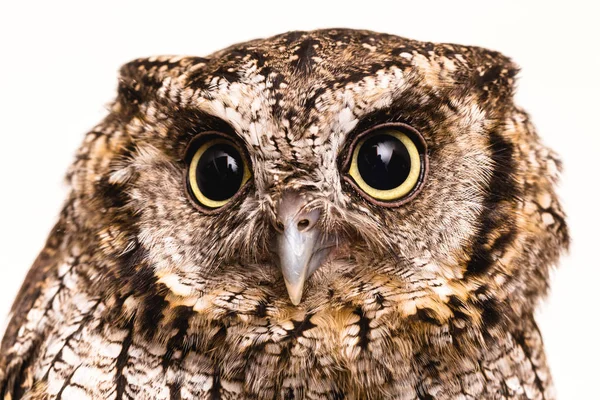 Photo Owl Macro Photography High Resolution Photo Owl Cub Bureaucratic — Stock Photo, Image