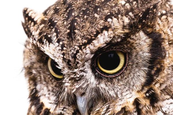 Foto Einer Eule Der Makrofotografie Hochauflösendes Foto Eines Eulenjungen Die — Stockfoto