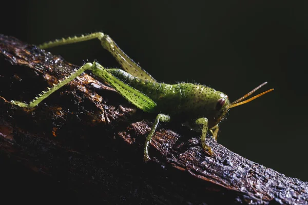 Kleine Cricket Een Boomtak Kleine Groene Insecten — Stockfoto