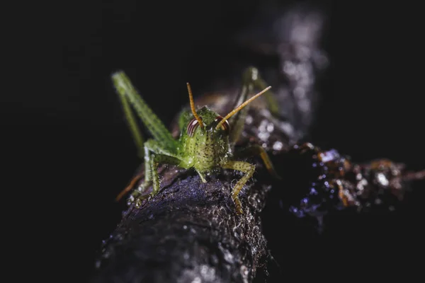 Grillo Pequeño Una Rama Árbol Insecto Pequeño Verde — Foto de Stock