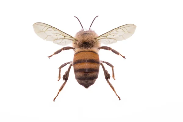 在图像编辑程序中 在白色背景上对蜜蜂进行图像裁剪和处理的摄影 携带花粉的飞虫 — 图库照片