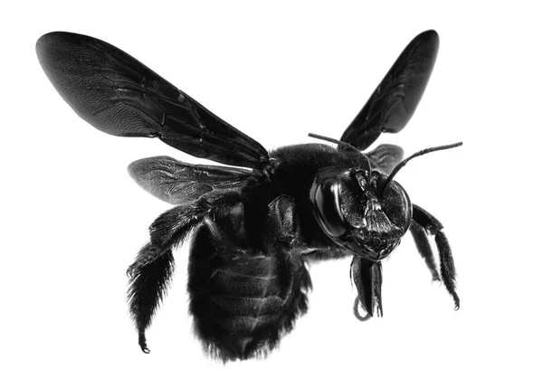 Schwarze Biene Groß Mit Weißem Hintergrund Isoliert Biene Auf Dem — Stockfoto