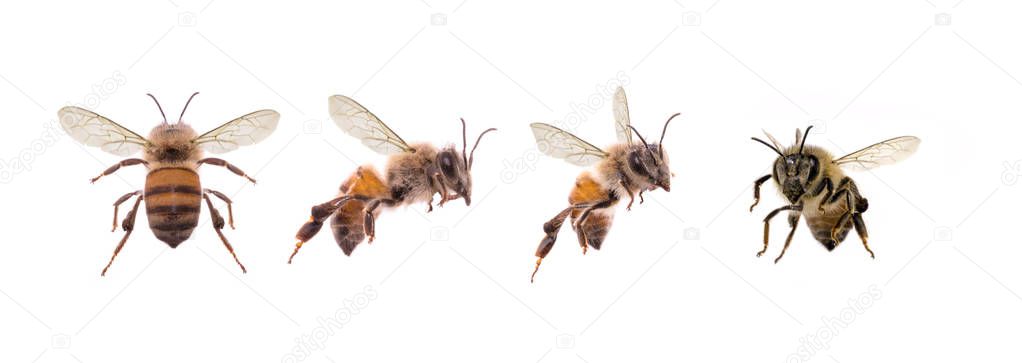 Photography of bees isolated on white background for image cropping and manipulation in image editing program. Flying insects carrying pollen.