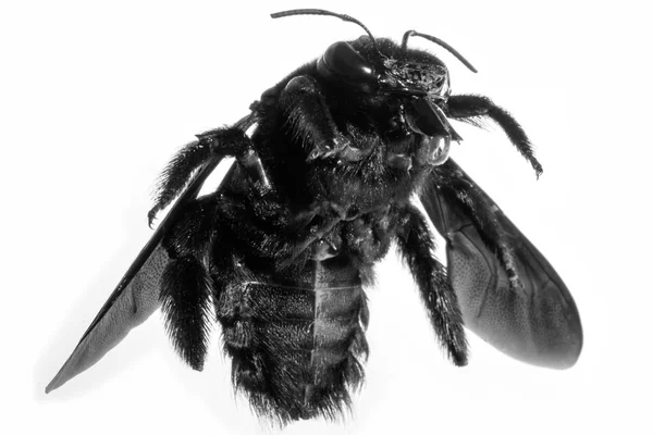 大大小 与白色背景查出 蜜蜂在美洲大陆和欧洲常见 — 图库照片
