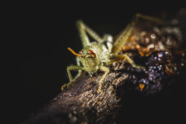 Malý Cvrček Větev Stromu Malý Zelený Hmyz — Stock fotografie