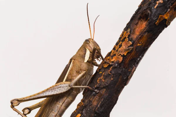 Sprinkhaan Macrofotografie Met Witte Achtergrond Insect Van Zeer Dichtbij Gezien — Stockfoto