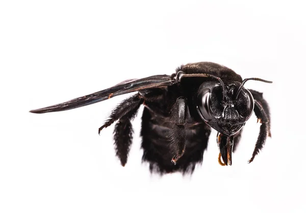 在图像编辑程序中 在白色背景上对蜜蜂进行图像裁剪和处理的摄影 携带花粉的飞虫 — 图库照片